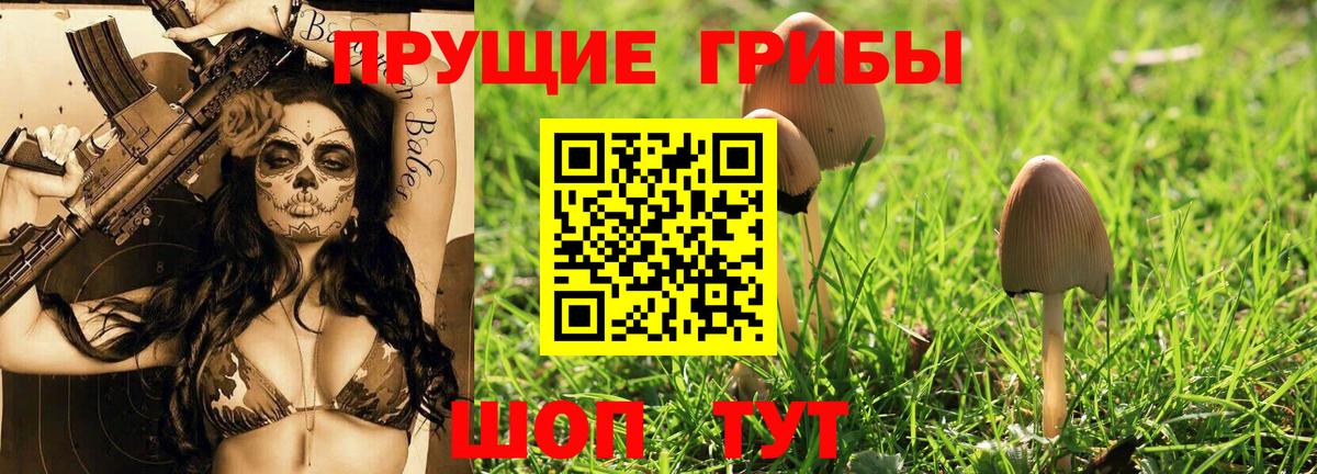 Псилоцибиновые грибы Psilocybe Советск